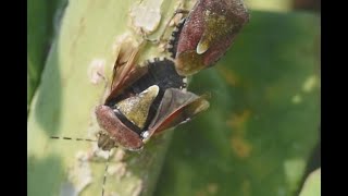 Bessenschildwants Dolycoris baccarum paring [upl. by Kinny]