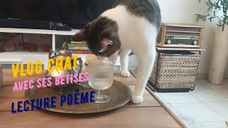 Vlog les bêtises de chat Chanel  sa tendresse lecture dun poème une charmante vision vlog 50 ans [upl. by Ursel]