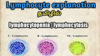 Lymphocytes explanation in tamil  lymphocytosis lymphocytopenia  Band T lymphocyte learning soda [upl. by Pavlish916]