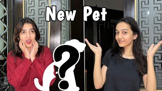 New pet adopt krlia  ghr per new guest  Rabia Faisal  Sistrology [upl. by Krall757]