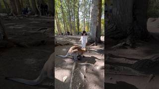 Cangaroo Kelowna British Columbia Canada shorts shortvideo animals cangaroo [upl. by Cox]