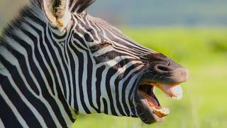 Zebra Braying Sounds  Zebras in Dialogue at the waterhole  Equus quagga Sounds [upl. by Hakon371]