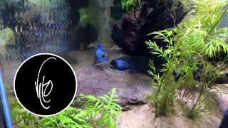 Electric Blue Acaras Spawning [upl. by Artemas]