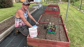 PLANTING MY FALL BRASSICA TRANSPLANTS [upl. by Dnallor]