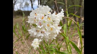 Show amp Tell Polystachya neobenthamia [upl. by Ahsropal]