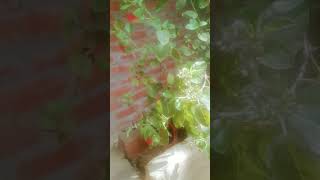 Tulsi songtrending viralsong seemavlogs 9696seemavlogs 9696 [upl. by Aisatna]