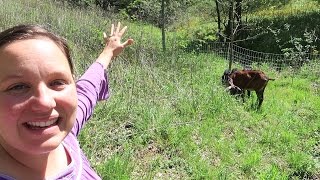 Permaculture Goats  Putting Goats To Work Clearing Pasture [upl. by Rehpotsyrhc604]