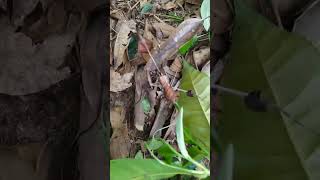 Leaf insect walking leaves wanda insect Phylliidae [upl. by Giffy]