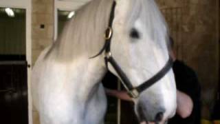 Samuel Smith dapplegrey shire horses [upl. by Ellertal]