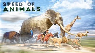 SPEED COMPARISON 3D  Animals 🦌 [upl. by Tacita]