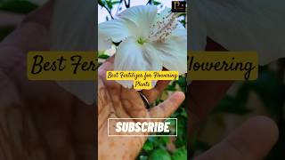 Best fertilizer for flowering plant npkfertilizer homemadefertilizer gardening houseplants [upl. by Seidnac]