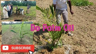 PALM OIL PLANTATION  PART 2 [upl. by Tivad]