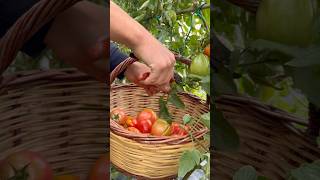 Tomato Pruning and Harvest A Gardener’s Guide asmr satisfying tomatoharvest gardenplants [upl. by Anniroc]