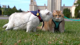 Hosico and Apollo [upl. by Llerrehc914]