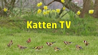 Katten TV  Videos voor katten om vogels te kijken [upl. by Jarvey]