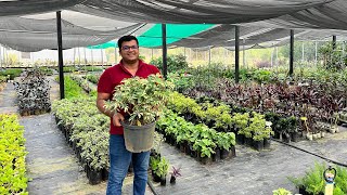 यहाँ मिल रहे है पौधे सिर्फ़ 10₹ में 😲 जल्दी करो कहीं देर ना हो जाए 🪴 10₹ Plants Sale 🤩 [upl. by Neraa]