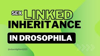 Sex Linked Inheritance in Drosophila Morgan amp Drosophila Crosses showing Inheritance in Drosophila [upl. by Tsugua]