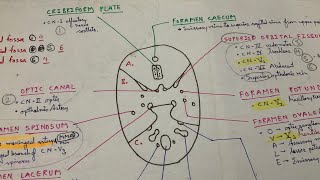 All Important Points About Skull Foramen  INICET NEET PG FMGE  Dr Pawan nagar [upl. by Yelsha]