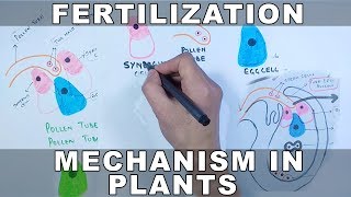 Fertilization Mechanism in Plants [upl. by China]