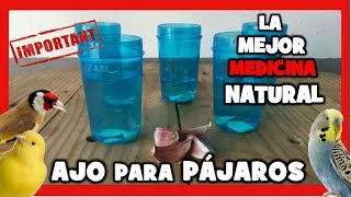 AJO PARA CANARIOS Y PAJAROS EXOTICOS  REMEDIOS NATURALES PARA DESPARASITAR CANARIOS DE FORMA CASERA [upl. by Panchito]