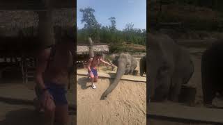 Meeting the elephants in Chiang Mai Thailand [upl. by Anivlem354]