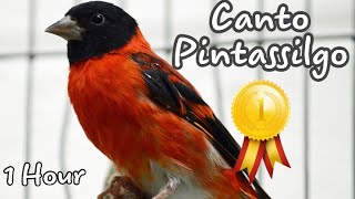 Canto Pintassilgo venezuelano 2020  Pintassilgo Cantando Red Siskin Singing 1 HOUR [upl. by Freddy110]