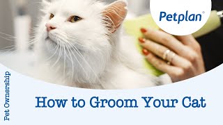 How to groom your cat  Petplan [upl. by Lenard]