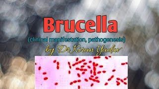 Microbiology lectureBrucella  disease symptoms pathogenesisBrucella microbiology [upl. by Frodeen]