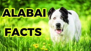 Alabai dog  Top 10 Interesting facts [upl. by Ardnaid632]