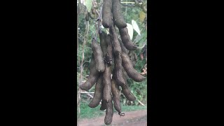 Mucuna pruriens Muito além do convencional PLANTASMEDICINAIS ALIMENTOSQUECURAM [upl. by Irpac452]