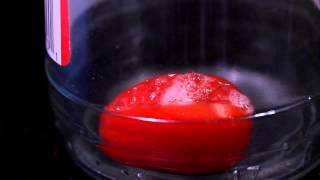 Tomato VS Vacuum Chamber [upl. by Aceissej]