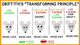 Griffiths Experiment Bacterial Transformation [upl. by Larual867]