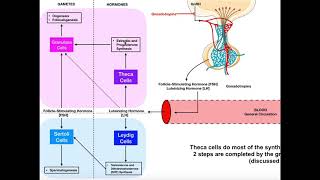 Specific Hormones  Functions of FSH and LH Gonadotropins [upl. by Ilah]