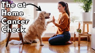 How to check for Cancer in your DOG Dr Dan explains Lymphoma [upl. by Idalina532]