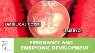 Pregnancy and Embryonic Development [upl. by Toffic]