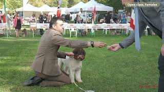 LAGOTTO ROMAGNOLO Open class females [upl. by Nohsad711]