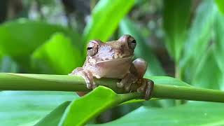 Similisca sila  Rana arboricola ñata  crossbanded tree frog [upl. by Artened306]