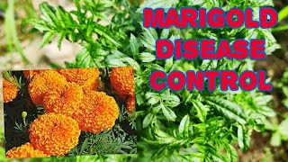 How to Control Marigold diseases at home most easily [upl. by Rechaba]