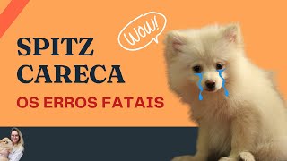 7 Falhas que acabam com a pelagem  Spitz Alemão  Lulu da Pomerânia [upl. by Idnak719]