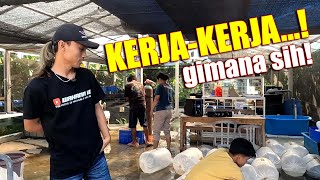 AKIRNYA MOBILKU GAK MUAT UNTUK KIRIM IKAN KOI  PROSES PACKING WAHANA KOI [upl. by Jarv565]