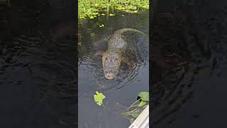 florida dangerous alligatorsflorida tehlikeli timsahlar [upl. by Salta]