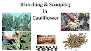 Blanching and Scooping in Cauliflower [upl. by Pasol]