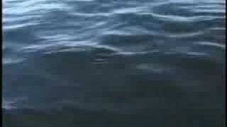 Diving with Killer Whales  Wildlife Specials Killer Whale  BBC Earth [upl. by Naval373]