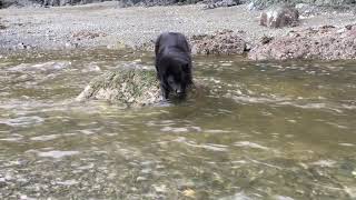 Schipperke dog stranded in a river [upl. by Edson673]