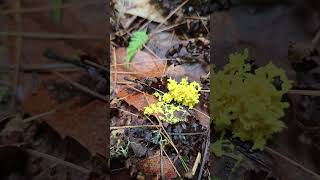 Plasmodial Slime Mold naturelovers protista weird nature [upl. by Zechariah]