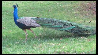 Two Stunning Peacocks Enjoying a Sunny Afternoon [upl. by Agnimod]