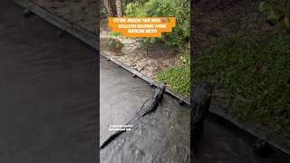 Alligators bellowing during Hurricane Milton at the Zoo St Augustine Florida 🌀🐊 staugustine [upl. by Anamuj]