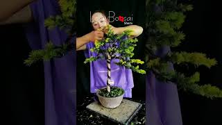 Artistic bonsai pruning techniques 35 lovebonsai bonsai bonsaiart bonsaitree [upl. by Nivlam]