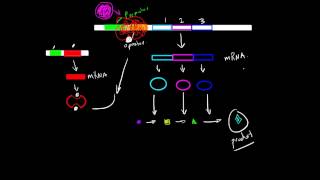 Operon Structure and Function [upl. by Ahtiuqal]