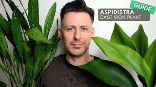 Aspidistra Cast Iron Plant Care Guide and Growing Tips [upl. by Issiah]